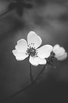 Fleurs blanches en noir et blanc, macro artistique