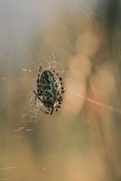 Araign&eacute;e dans sa toile, macro sur fond bokeh