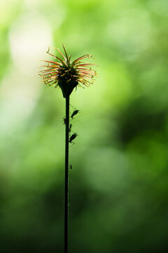 Silhouette de plante &agrave; graines sur fond vert, macro minimaliste