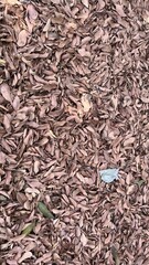 Fototapeta premium Brown Fallen Leaves Covering Ground in Autumn Scene