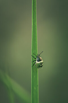 Insecte grimpant sur une tige verte, macro minimaliste