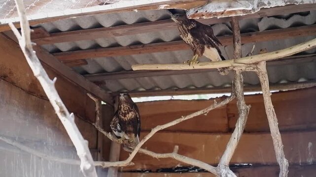 Two magnificent brown hawks resting on wooden branches inside a large outdoor aviary cage