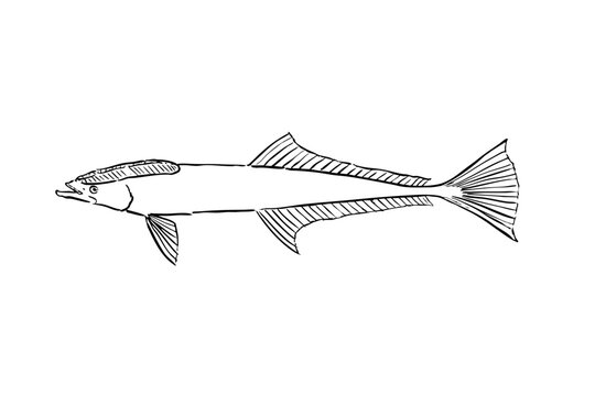 Remora Line Art Illustration Isolated on White Background