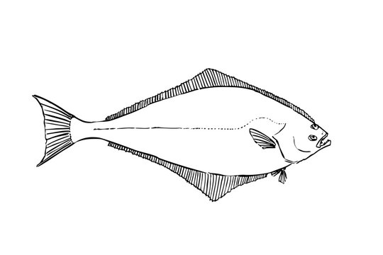 Pacific Halibut Line Art Illustration Isolated on White Background