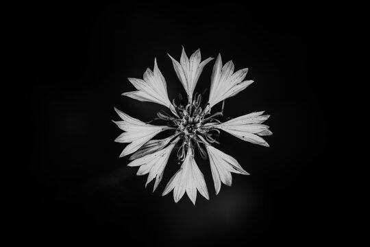 Bleuet en noir et blanc, macro fleur sauvage artistique