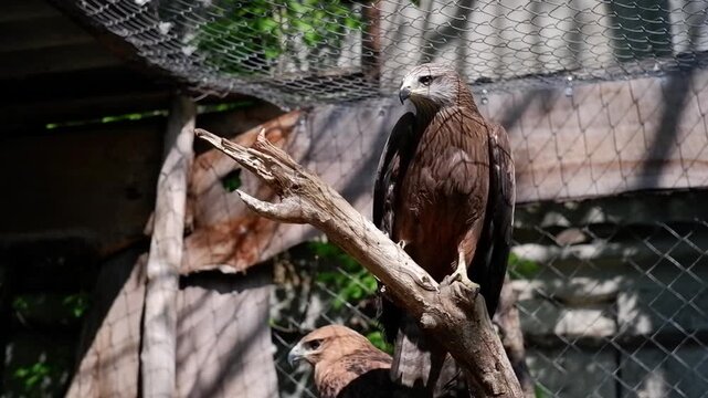 Majestic black kite perching on a wooden branch inside a large aviary at the zoo on a sunny day