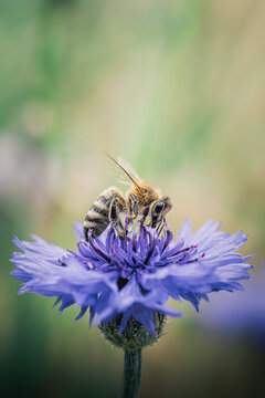 Abeille butinant une fleur bleue violette, macro