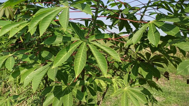 Fresh green cassava leaves (Manihot esculenta) commonly harvested and used as nutritious leafy vegetables in traditional cooking and local cuisine.