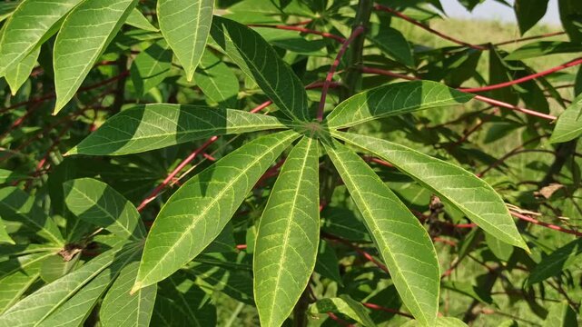 Fresh green cassava leaves (Manihot esculenta) commonly harvested and used as nutritious leafy vegetables in traditional cooking and local cuisine.
