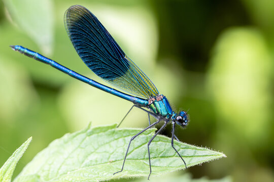 Calopt&eacute;ryx bleu m&eacute;tallique pos&eacute; sur une feuille, macro