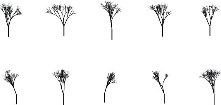 Leafless tree branches with intricate winter structure Vector