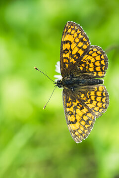 Papillon m&eacute;lit&eacute;e damier sur fond vert, macro