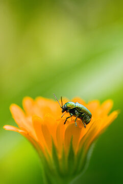 Col&eacute;opt&egrave;re vert sur fleur de calendula orange, macro