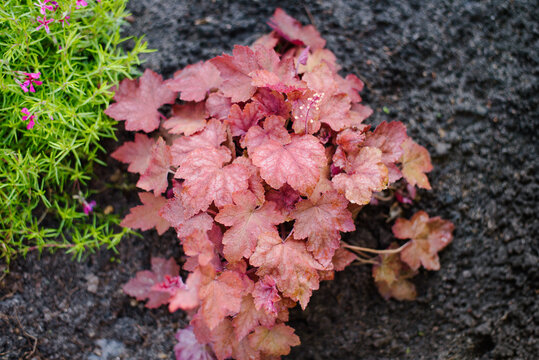 Vibrant Heucherella Redstone Falls Plant with Copper Foliage in Garden