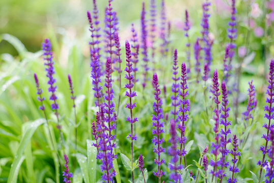 Tall Blue Salvia Blauhuegel Plants in Green Garden Landscape
