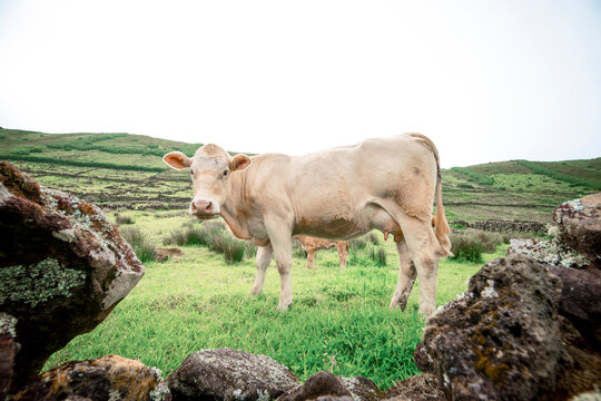 Cows and cattle in the Caldeira of Corvo Island, Azores, part of the Atlantic Islands, Portugal.