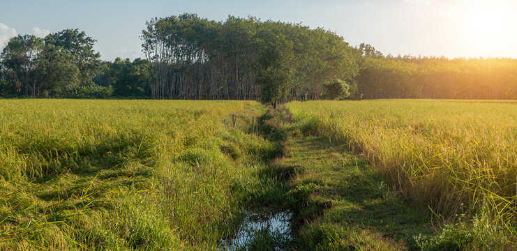 Rice field with sunrise or sunset in moning light