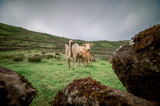 Cows and cattle in the Caldeira of Corvo Island, Azores, part of the Atlantic Islands, Portugal.