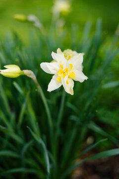 Single White Double Narcissus Flower with Yellow Center