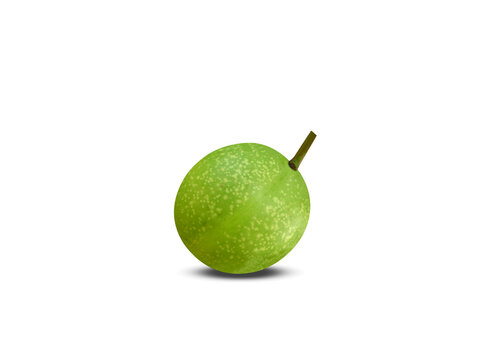 Cerbera odollam or pong pong green fruits isolated on a white background