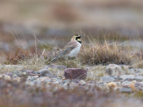 Allodola golagialla (Eremophila alpestris)
