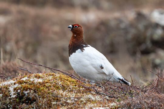 Pernice bianca nordica (Lagopus lagopus)