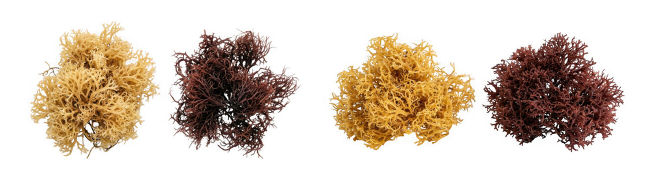 Four heaps of colorful sea moss seaweed isolated on transparent background