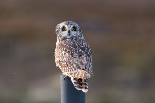 Gufo di palude (Asio flammeus)