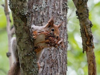 Obraz premium Scoiattolo scandinavo (Sciurus vulgaris vulgaris)