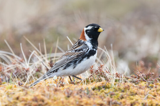 Zigolo della Lapponia (Calcarius lapponicus)