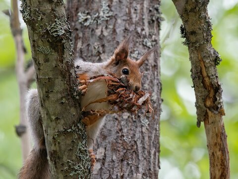 Scoiattolo scandinavo (Sciurus vulgaris vulgaris)