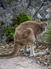 Close up image of a Western Grey kangaroo (Macropus fuliginosus). © Leanne