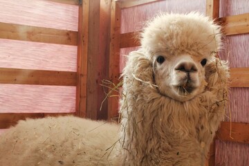 Obraz premium A white alpaca with fluffy fleece looks at the camera inside a wooden enclosure, with pieces of dry hay stuck in its wool and muzzle, featuring a pinkish background wall, captured during daytime.