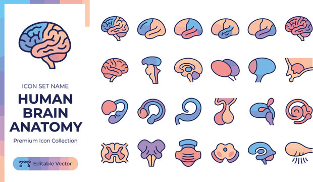 Colorful human brain anatomy icon set for medical and educational use