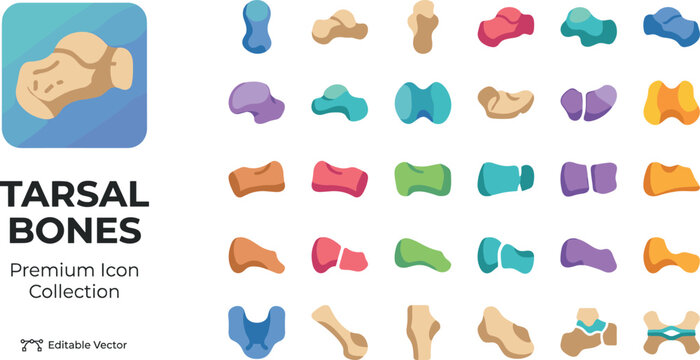 Colorful collection of tarsal bones medical icons in flat design style