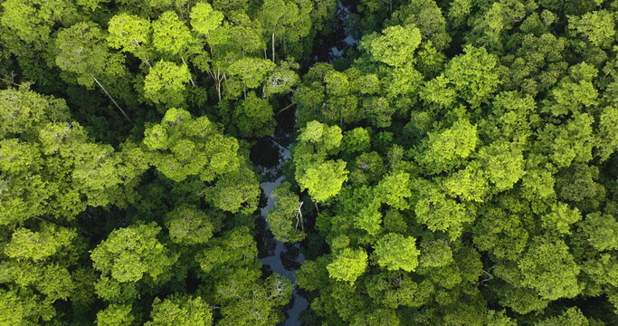 Lush green canopy of tropical rainforest trees creating an abstract pattern with a winding river flowing below, showing the untouched natural beauty of the Solomon Islands. Aerial top down view