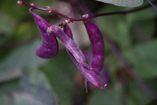 Purple Hyacinth Bean on vine