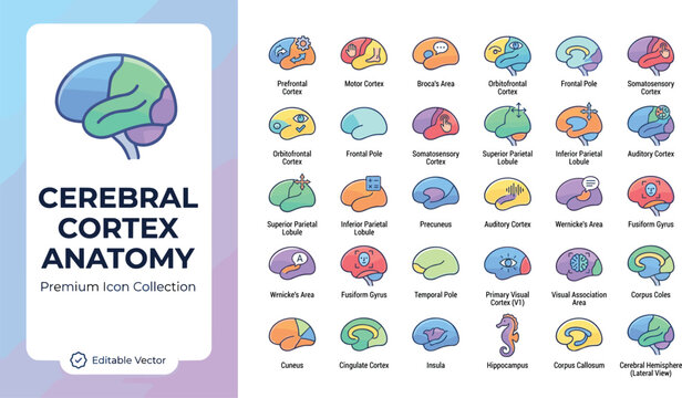 Colorful cerebral cortex brain anatomy icons set