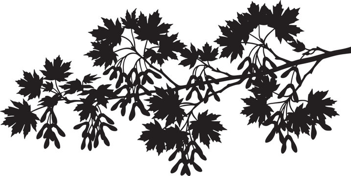 Maple tree branch silhouette with leaves and seeds isolated on white background as vector graphic illustration