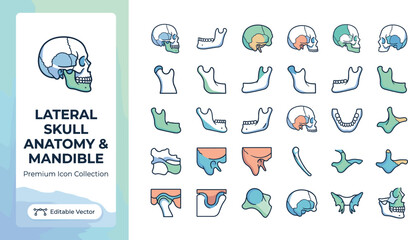 Fototapeta premium Lateral skull anatomy and mandible medical icons set