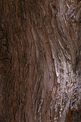 Fototapeta premium Tree bark no action present, in natural outdoor environment, with tree bark, with wooden bark texture, from a close-up perspective perspective, with brown, gray accents.