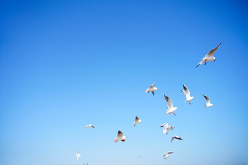 Obraz premium Seagulls in Flight Against a Clear Blue Sky
