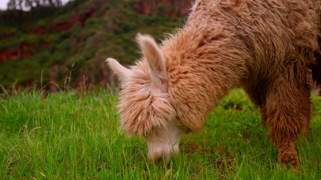 Alpaca Grazing In The Field Near Pisac Ruins In Sacred Valley In Peru, South America. Close-up Shot