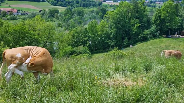 Beautiful Simmental cows grazing peacefully on a lush Swiss meadow near Muri, Bern, Switzerland, suddenly starting to jump playfully through tall green grass, capturing animal welfare on pasture