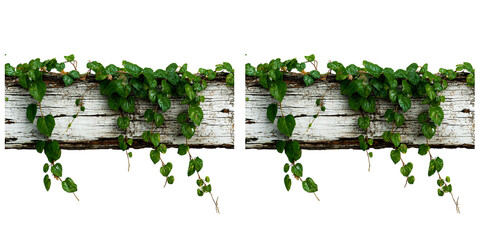 Obraz premium A green climbing plant with small leaves on a rustic wooden beam isolated on transparent and white background.