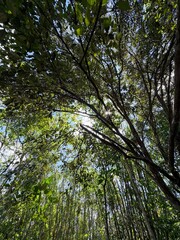 Fototapeta premium trees in the forest