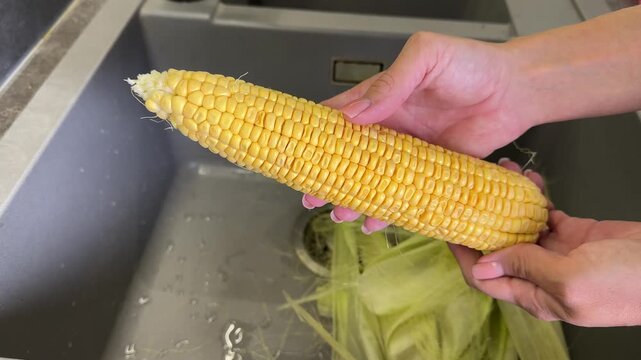 Hands holding a fully shucked fresh yellow corn cob over a sink