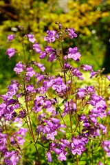 Obraz premium ペンステモンの花