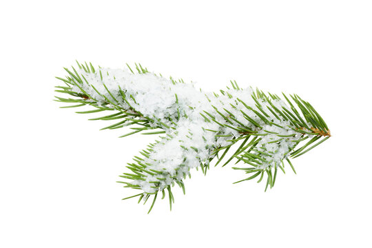 christmas tree branches covered with snow isolated on white or transparent png