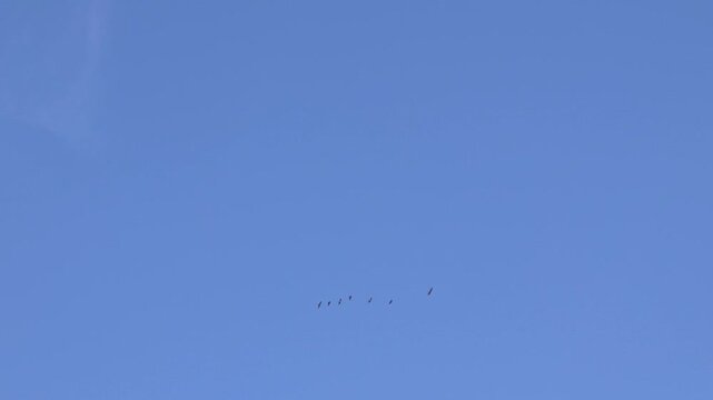 bird in flight